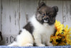 ACA Registered Pomeranian For Sale Millersburg, OH Male- Charles
