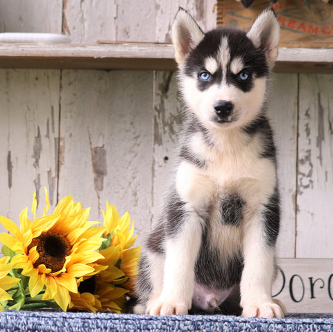 AKC Registered Siberian Husky For Sale Millersburg, OH Male- Teddy