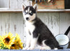 AKC Registered Siberian Husky For Sale Millersburg, OH Male- Teddy