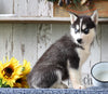 AKC Registered Siberian Husky For Sale Millersburg, OH Male- Cooper