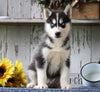 AKC Registered Siberian Husky For Sale Millersburg, OH Male- Cooper