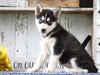 AKC Registered Siberian Husky For Sale Millersburg, OH Female- Grace