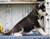 AKC Registered Siberian Husky For Sale Millersburg, OH Female- Grace