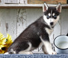 AKC Registered Siberian Husky For Sale Millersburg, OH Female- Grace