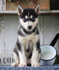 AKC Registered Siberian Husky For Sale Millersburg, OH Female- Grace
