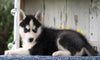 AKC Registered Siberian Husky For Sale Millersburg, OH Male- Tucker