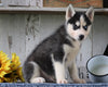 AKC Registered Siberian Husky For Sale Millersburg, OH Male- Tucker