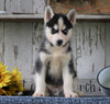 AKC Registered Siberian Husky For Sale Millersburg, OH Male- Tucker