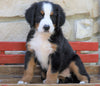 AKC Registered Bernese Mountain Dog For Sale Millersburg, OH Male- Thomas