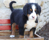 AKC Registered Bernese Mountain Dog For Sale Millersburg, OH Female- Lilly