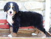 AKC Registered Bernese Mountain Dog For Sale Millersburg, OH Female- Daisy