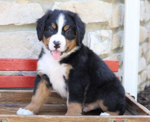 AKC Registered Bernese Mountain Dog For Sale Millersburg, OH Male- Sarge