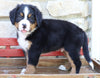 AKC Registered Bernese Mountain Dog For Sale Millersburg, OH Male- Sarge