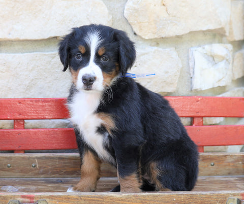 AKC Registered Bernese Mountain Dog For Sale Millersburg, OH Female- Rose