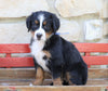 AKC Registered Bernese Mountain Dog For Sale Millersburg, OH Female- Rose
