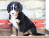AKC Registered Bernese Mountain Dog For Sale Millersburg, OH Male- Roscoe