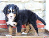 AKC Registered Bernese Mountain Dog For Sale Millersburg, OH Male- Roscoe