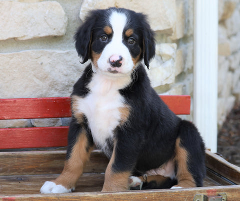AKC Registered Bernese Mountain Dog For Sale Millersburg, OH Male- Rambo