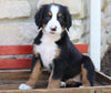 AKC Registered Bernese Mountain Dog For Sale Millersburg, OH Male- Rambo