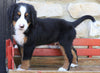 AKC Registered Bernese Mountain Dog For Sale Millersburg, OH Male- Rambo