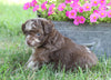 Poodle Mix Puppy For Sale Millersburg, OH Male- Ace