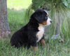 AKC Registered Bernese Mountain Dog For Sale Millersburg, OH Female- Magic
