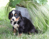 AKC Registered Bernese Mountain Dog For Sale Millersburg, OH Female- Jewel