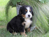 AKC Registered Bernese Mountain Dog For Sale Millersburg, OH Female- Carla