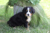 AKC Registered Bernese Mountain Dog For Sale Millersburg, OH Female- Princess