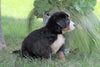 AKC Registered Bernese Mountain Dog For Sale Millersburg, OH Female- Kelly