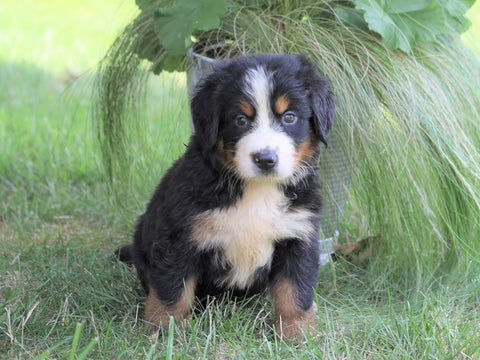 AKC Registered Bernese Mountain Dog For Sale Millersburg, OH Female- Kelly