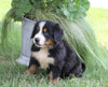 AKC Registered Bernese Mountain Dog For Sale Millersburg, OH Female- Kelly