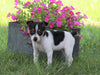 Toy Fox Terrier For Sale Millersburg, OH Female- Skye