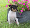 Toy Fox Terrier For Sale Millersburg, OH Male- Rocky