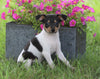 Toy Fox Terrier For Sale Millersburg, OH Male- Rocky