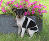Toy Fox Terrier For Sale Millersburg, OH Male- Rocky