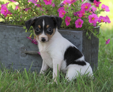 Toy Fox Terrier For Sale Millersburg, OH Male- Sporty