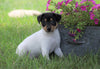 Toy Fox Terrier For Sale Millersburg, OH Male- Champ