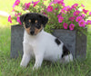 Toy Fox Terrier For Sale Millersburg, OH Male- Champ