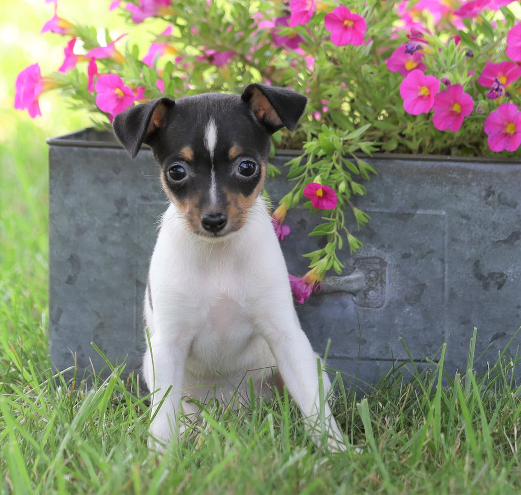 Toy Fox Terrier For Sale Millersburg, OH Female Nika AC Puppies LLC