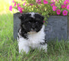 AKC Registered Havanese For Sale Millersburg, OH Male- Riley