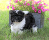 AKC Registered Havanese For Sale Millersburg, OH Male- Riley