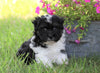 AKC Registered Havanese For Sale Millersburg, OH Male- Riley