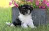 AKC Registered Havanese For Sale Millersburg, OH Male- Chase