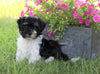 AKC Registered Havanese For Sale Millersburg, OH Male- Chase