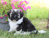 AKC Registered Havanese For Sale Millersburg, OH Female- Milly