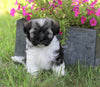 AKC Registered Havanese For Sale Millersburg, OH Female- Milly