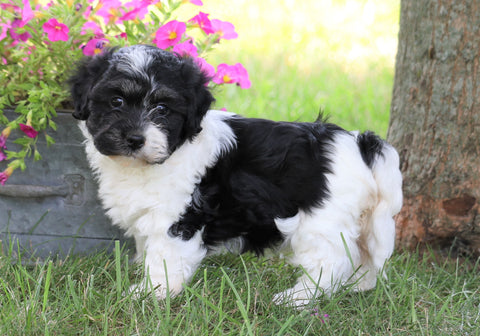 AKC Registered Havanese For Sale Millersburg, OH Female- Zoey