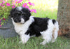AKC Registered Havanese For Sale Millersburg, OH Female- Zoey
