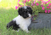 AKC Registered Havanese For Sale Millersburg, OH Female- Zoey